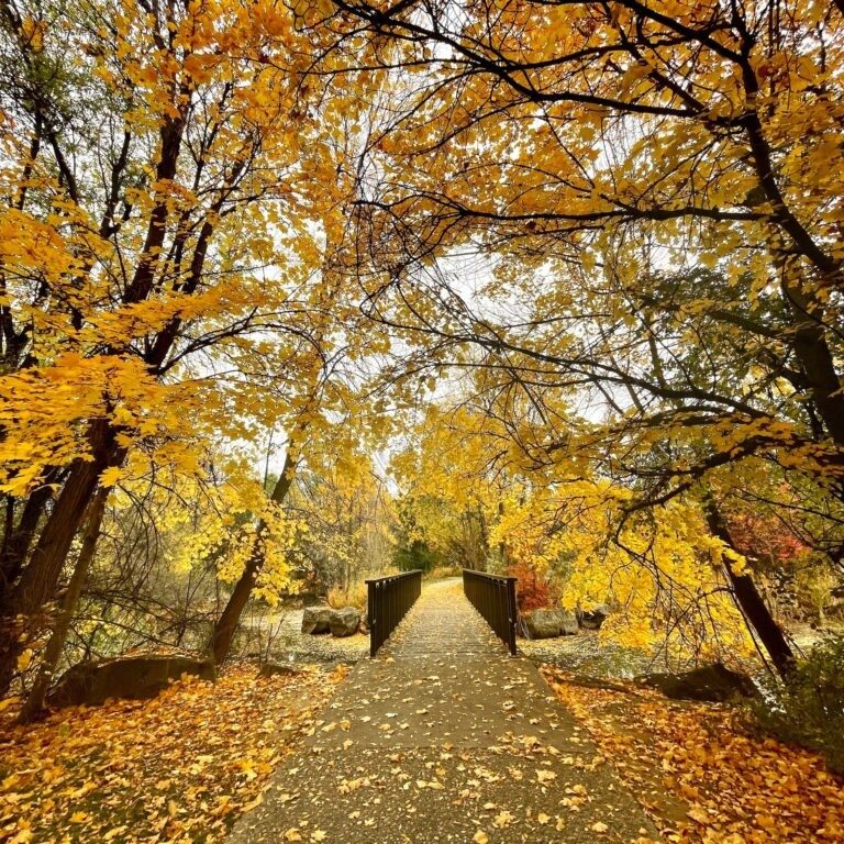 Boise: An Immersive Mosaic