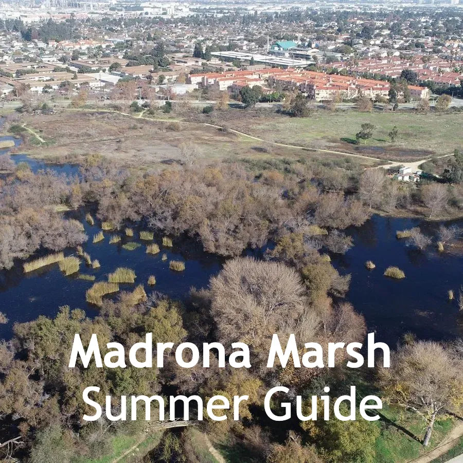 Madrona Marsh Summer Guide