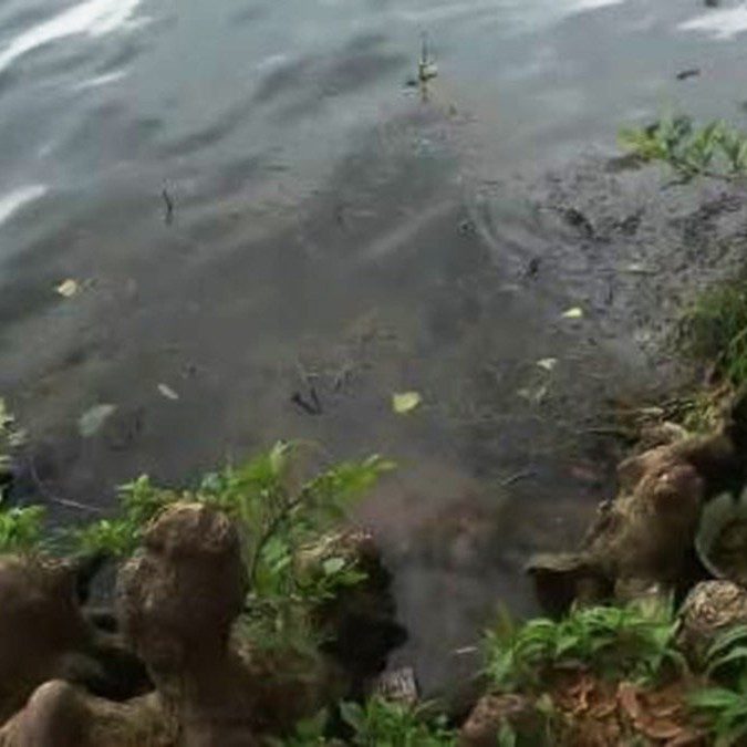 Guide to Bodies Found Along Lady Bird Lake, Austin, Texas 