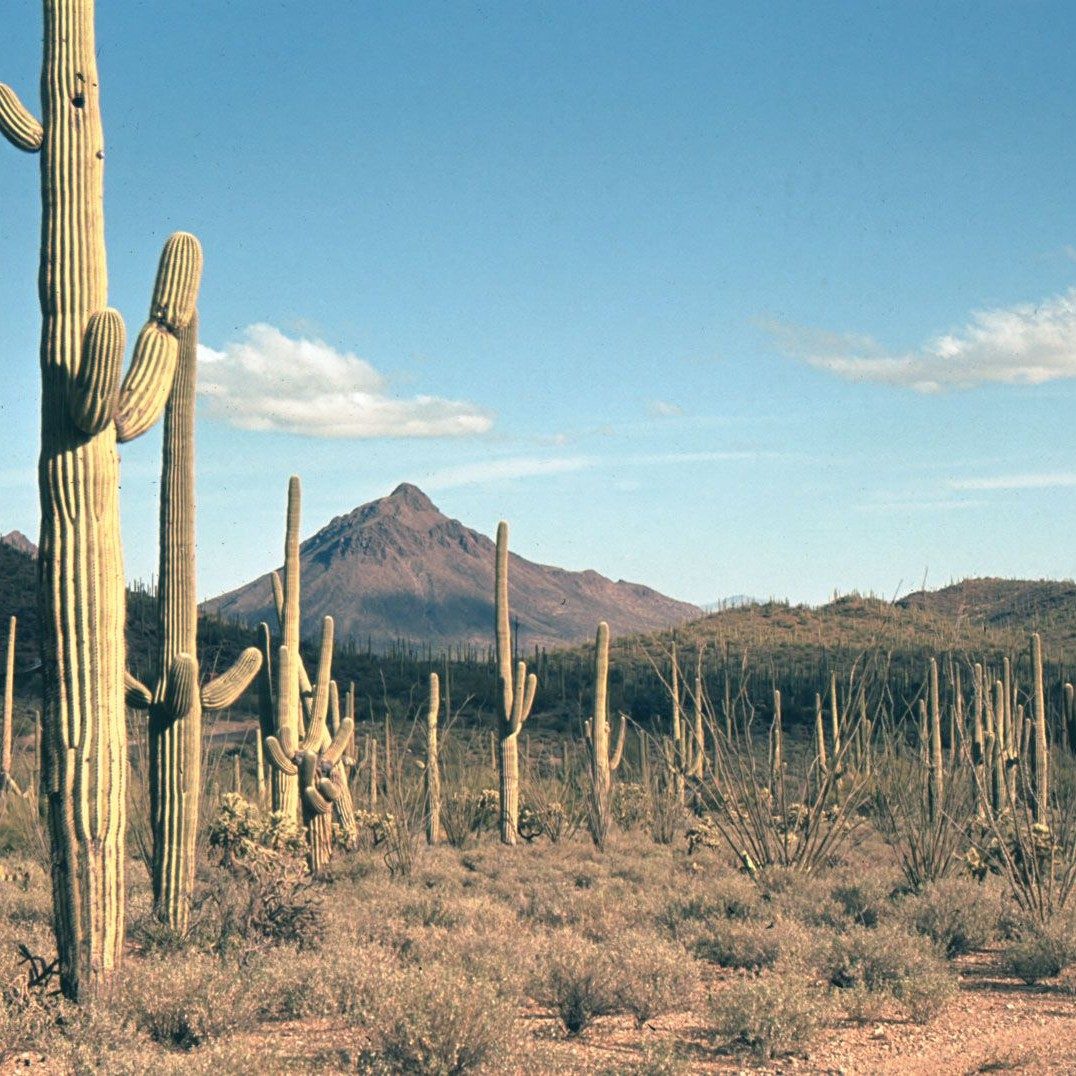 Tucson: Desert Whispers