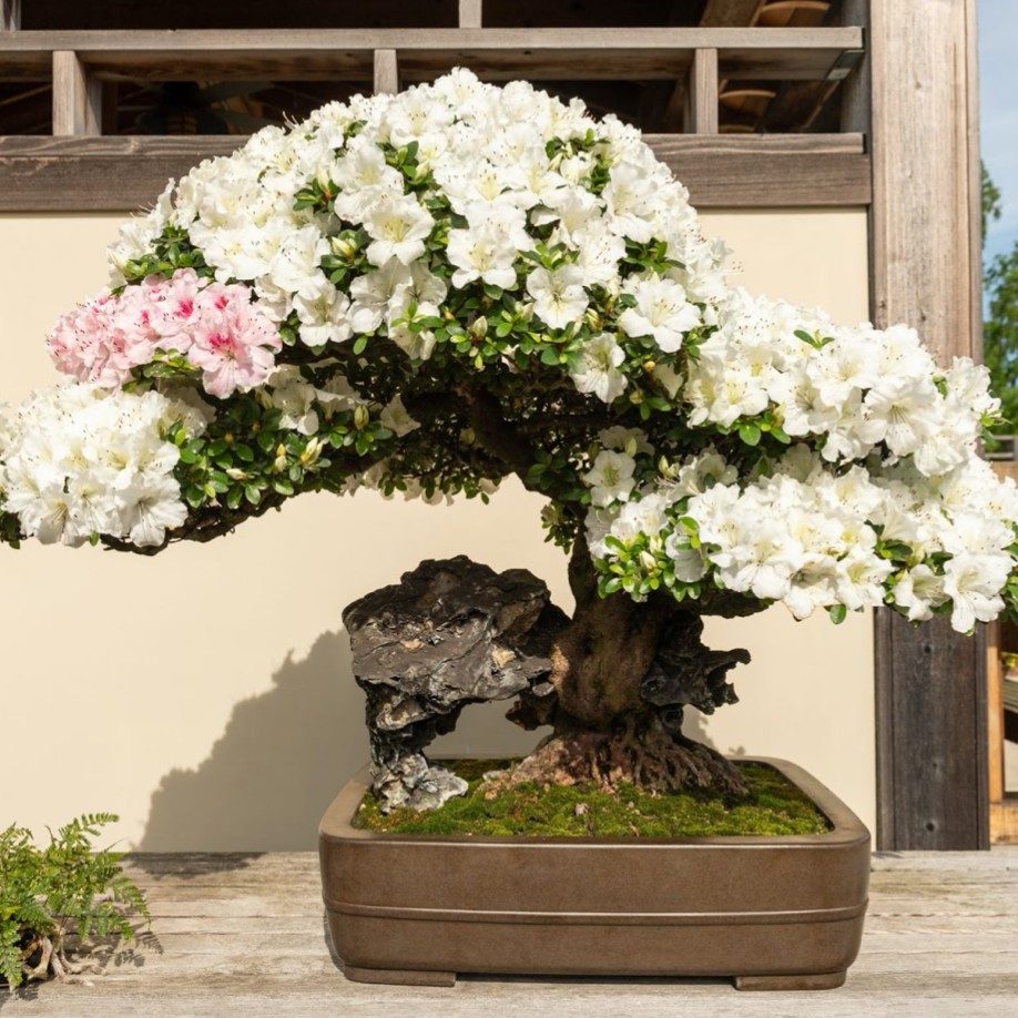 Matthaei Botanical Gardens