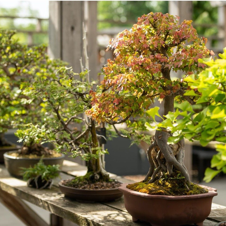 Matthaei Botanical Gardens